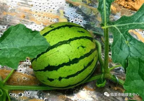 黑料吃瓜网apk普通安装 