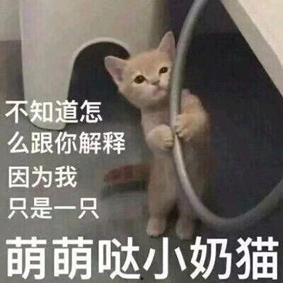 铲屎官给我吃 