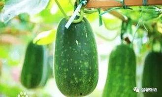 黑料吃瓜网apk普通安装 