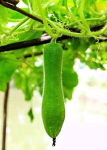 黑料吃瓜网apk普通安装 