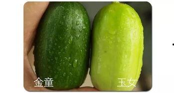 黑料吃瓜网apk普通安装 
